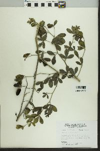 Baptisia alba image