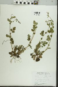 Geum vernum image