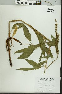 Rumex altissimus image