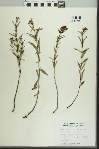 Hypericum sphaerocarpum image