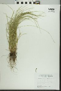 Carex radiata image