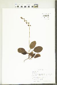 Pyrola elliptica image