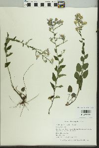 Symphyotrichum drummondii image