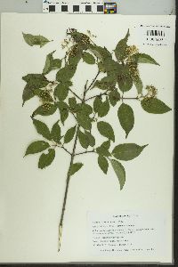 Cornus drummondii image