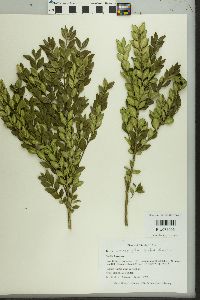 Buxus microphylla image