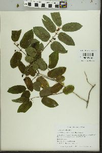 Lonicera × bella image