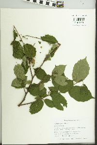 Corylus cornuta image