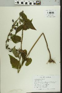 Campanula rapunculoides image