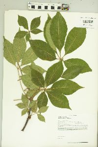 Aesculus glabra image