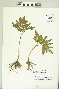 Sceptridium biternatum image