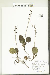 Pyrola americana image