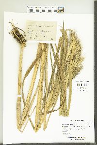 Echinochloa walteri image