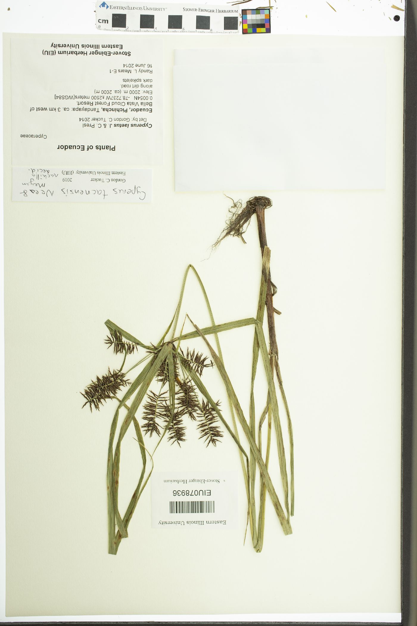 Cyperus tacnensis image