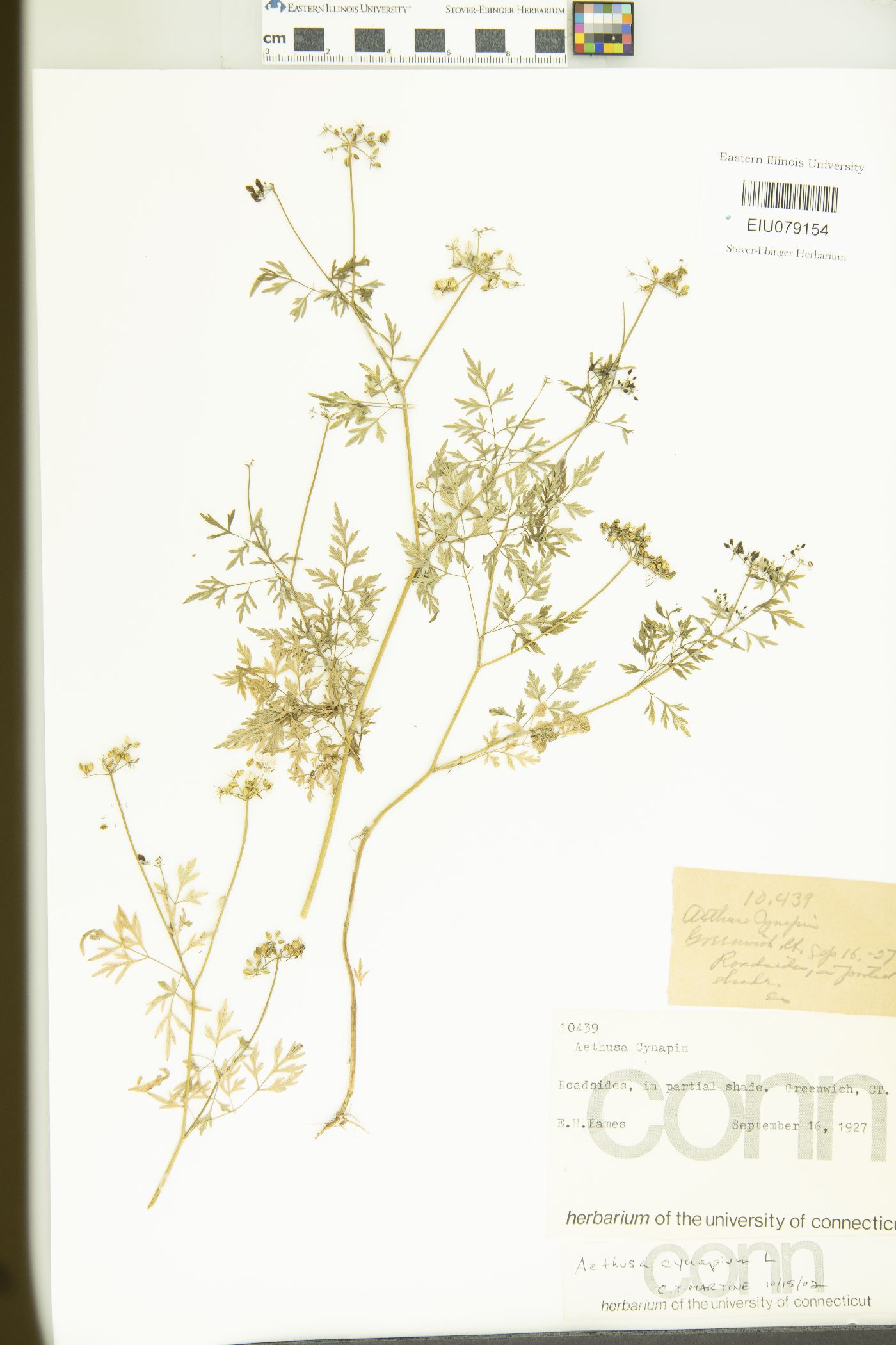 Aethusa cynapium image