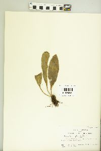 Polypodium phyllitidis image