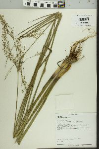 Juncus nodatus image