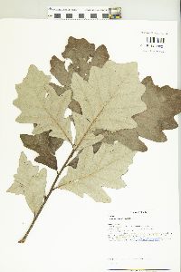 Quercus bicolor image