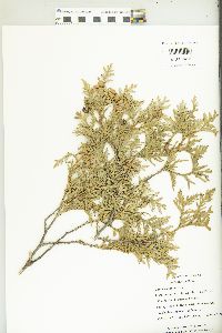 Thuja occidentalis image