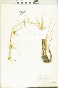 Carex flava image