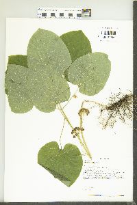 Smilax ecirrhata image