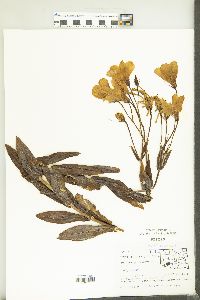 Eustoma grandiflorum image