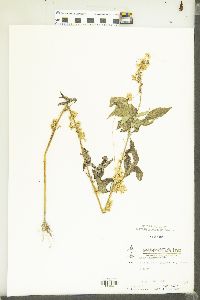 Cuscuta cuspidata image