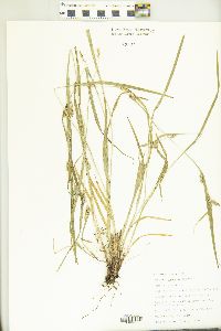 Carex grisea image