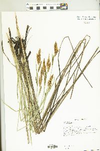 Carex haydenii image