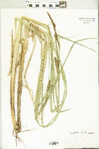 Carex lacustris image