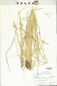 Carex laevivaginata image