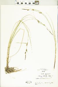 Carex lasiocarpa image