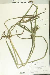 Carex lupuliformis image