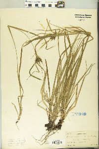 Carex intumescens var. intumescens image