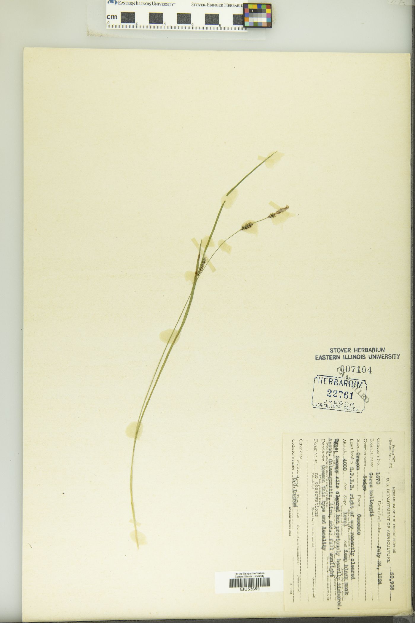 Carex kelloggii var. kelloggii image