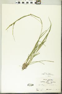 Carex grisea image