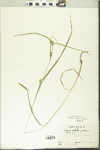 Carex grisea image