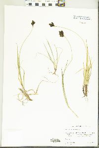 Carex atrosquama image