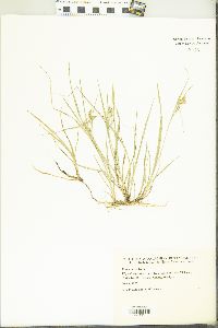 Carex aurea image