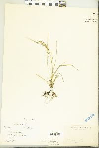 Carex aurea image