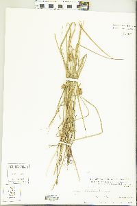 Carex bullata image