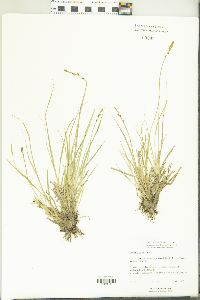 Carex bonanzensis image