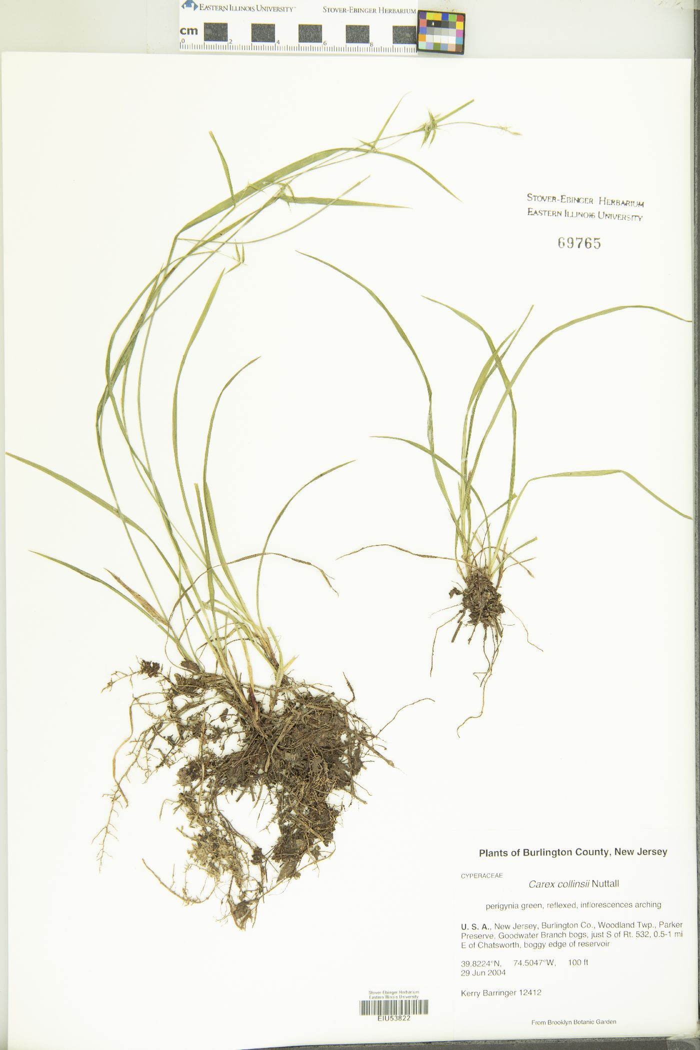 Carex collinsii image