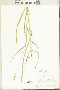 Carex conjuncta image