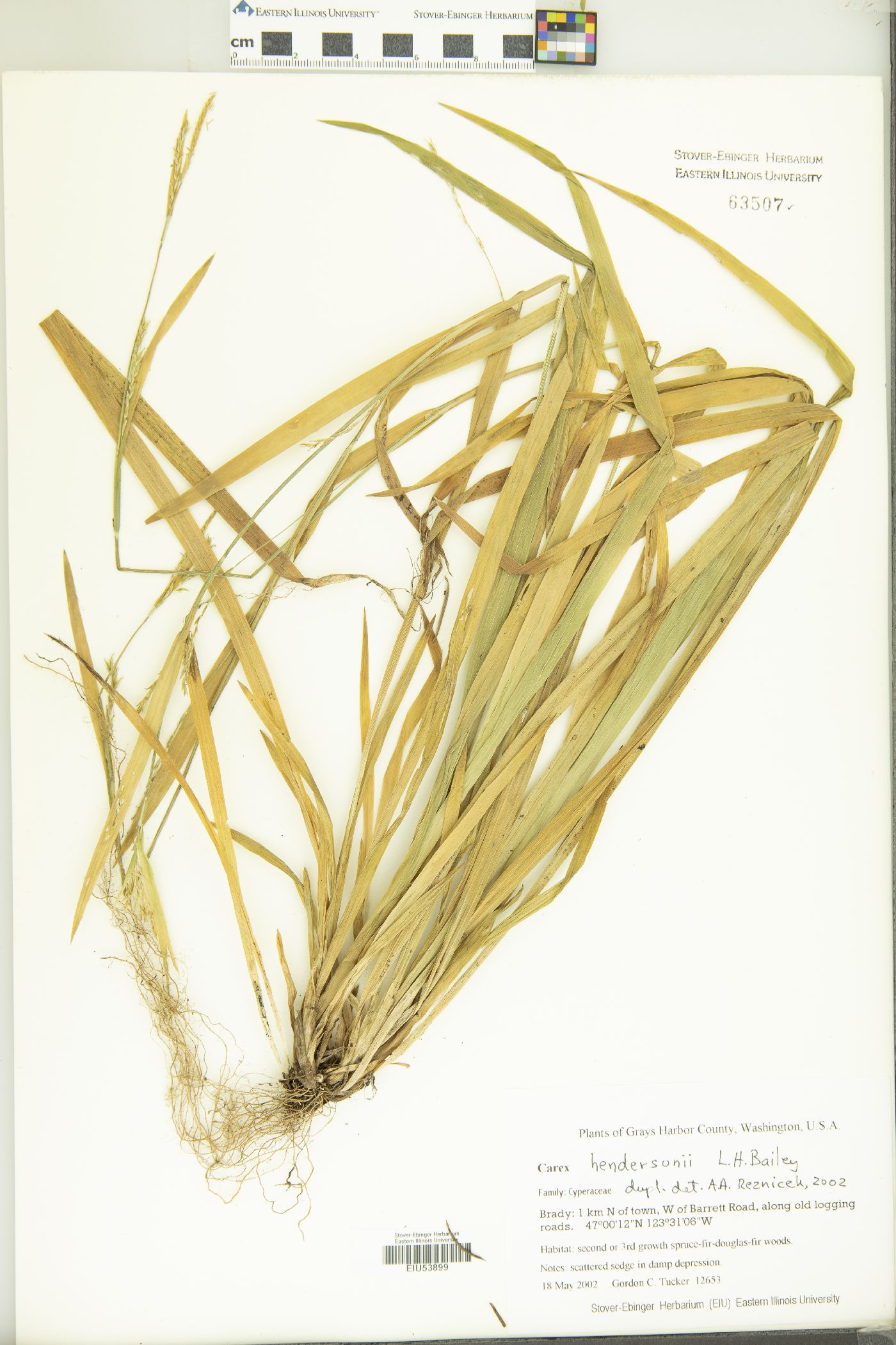 Carex hendersonii image