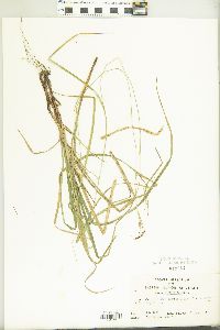 Carex hirtifolia image