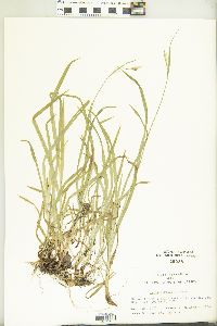 Carex hirtifolia image