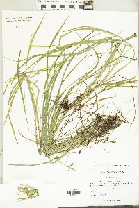 Carex hitchcockiana image