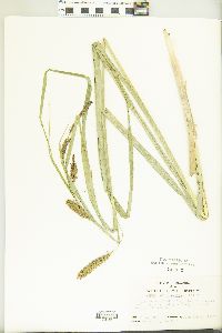 Carex hyalinolepis image