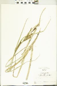 Carex hyalinolepis image