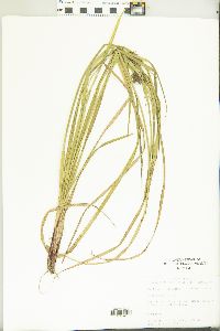 Carex grayi image